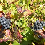 Le Jardin Des Chanceliers