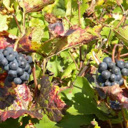 Le Jardin Des Chanceliers