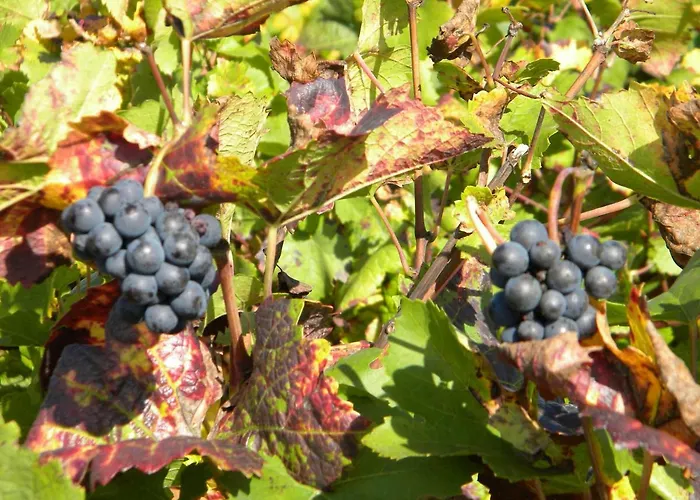 Le Jardin Des Chanceliers